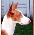 Podenco Ibicenco, gladhaar