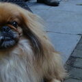 Pekingees