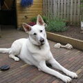 Zwitserse Witte Herder