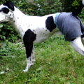 Foxterrier, gladhaar