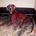 duitse doggen AMBAR VALIA