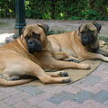 Bullmastiff