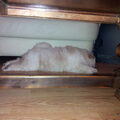 Chow chow