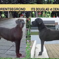 duitse doggen AMBAR VALIA