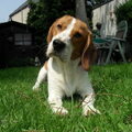 Beagle