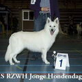 Zwitserse Witte Herdershond
