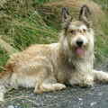 Picardische Herdershond