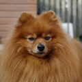 Keeshond, Dwerg