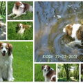 Kooikerhondje