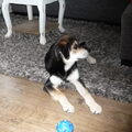 Beauceron