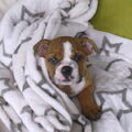 Engelse Bulldog