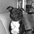 Staffordshire Bull Terrier