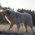 Pyreneese Berghond