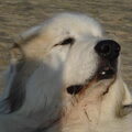 Pyreneese Berghond