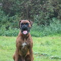 Boxer