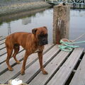 Boxer