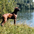 Boxer