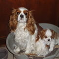 Cavalier King Charles Spaniel