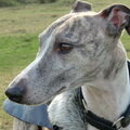 Whippet