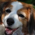 Kooikerhondje