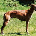Galgo Español