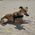 Whippet