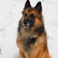 Tervuerense Herder