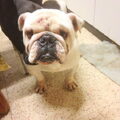 Engelse Bulldog