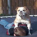 Old English Bulldog