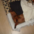 Geen slapende hond wakker maken