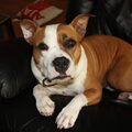 American Staffordshire Terrier