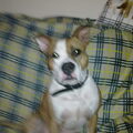 American Staffordshire Terrier