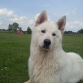 Zwitserse Witte Herder