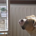 suske en coco