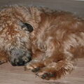 Irish Softcoated Wheaten Terriër