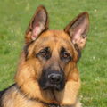 Duitse Herder