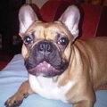 Franse Bulldog