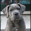 Cane Corso Italiano