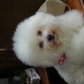 Bichon Frise