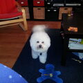 Bichon Frise