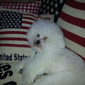 Bichon Frise
