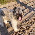 Bouvier