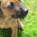 Rhodesian Ridgeback