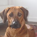 Rhodesian Ridgeback