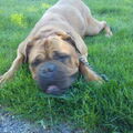 Bordeauxdog