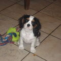 Cavalier King Charles Spaniel