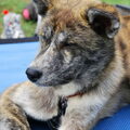 Akita Inu