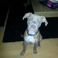 American Staffordshire Terrier