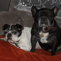 Franse Bulldog