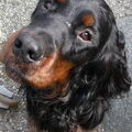 Gordon Setter